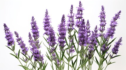 Sticker - lavender flowers isolated