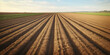  a shot from a cultivated field, plowed field landscape autumn season, The arable field. Poor sandy and loamy soil of Central Europe. Produced sowing of grain, generative AI