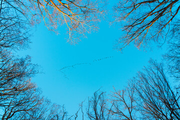 Wall Mural - Flock of migratory birds in the blue sky above the bare forest