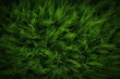 grass texture border grass