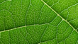 © AngrySun - Fresh green leaf texture macro close-up. Generative AI