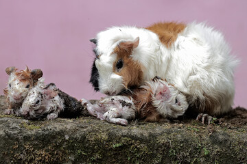 Wall Mural - A female guinea pig mother is cleaning the body of her newborn babies. This rodent mammal has the scientific name Cavia porcellus.