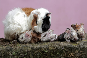 Wall Mural - A female guinea pig mother is cleaning the body of her newborn babies. This rodent mammal has the scientific name Cavia porcellus.