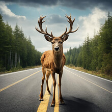 Handsome Red Deer Stag With Large Antlers Standing Proudly In The Middle Of A Road During A Summer Day