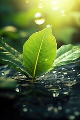 Drops of dew in the morning glow, Rain water on a green leaf macro. Natural background texture.