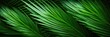 Close-up of the green, angular, pointed leaves of a sago palm. Geometric, green, abstract plant background.