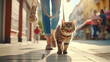 A tabby cat walks next to a woman on the sidewalk
