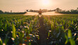 A drone is spraying pesticide on a corn field. Generative AI
