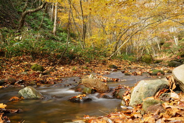 A stream with autumn leaves