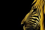 Fototapeta Konie -  a close - up of a zebra's face with long, straight, yellow hair on a black background.