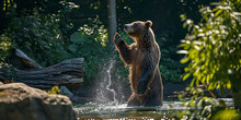 Grizzly Bear Standing On Hind Legs, Catching A Fish From The Pond