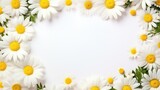 Fototapeta Lawenda - frame of daisies top view, flat lay, spring background, place for text