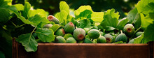 Harvest Of Figs In A Box In The Garden. Selective Focus.