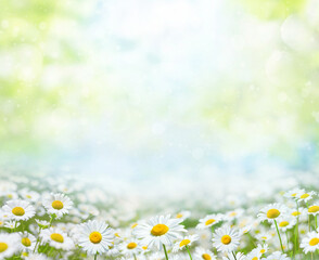 Aufkleber - Beautiful chamomile flowers  in the sun. Summer bright landscape with daisy wildflowers in the meadow. Summer background with wildflowers. Spring collage with daisy flowers.