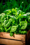 Fototapeta Dmuchawce - spinach in a box in the garden. Selective focus.