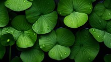 Beautiful Green Lily Leaf Or Lotus Flower Leaves