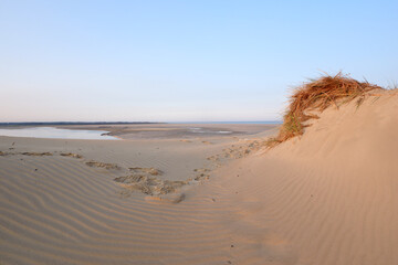 Canvas Print - Sand dunes in the Authie bay. Hauts-de-France region