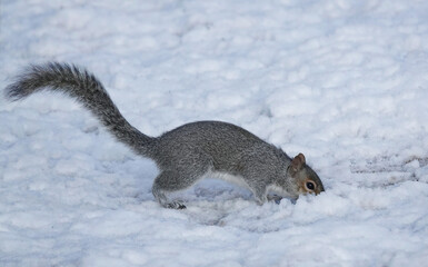 a grey squirrel digging in the snow looking for food on a winter's day.