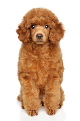 Wall Mural - Toy Poodle puppy sits on a white background