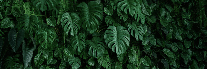 Wall Mural - abstract green leaf texture, tropical leaf foliage nature dark green background