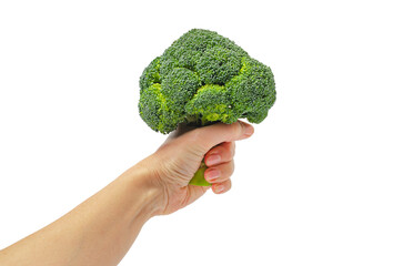 Wall Mural - Female hand holding green broccoli isolated on white background. Diet, weight loss, healthy eating.