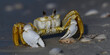  Ghost Crab on shoreline with shells
