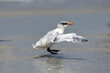 Baby royal tern learning to fly