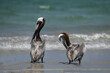 Brown pelicans in Jacksonville Florida