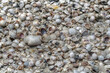 shells on the beach Florida
