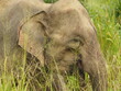 wild elephants in sri lanka