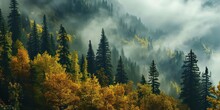 Land Filled With Pine Trees, A Lush Rainforest Shrouded In Mist In Autumn.