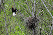 Adult eagle landing on nest