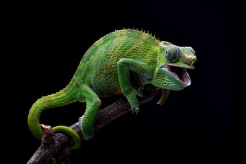 Wall Mural - Female fischer chameleon on a black background