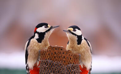 Wall Mural - Two red-tailed woodpeckers sit on a feeder opposite each other..