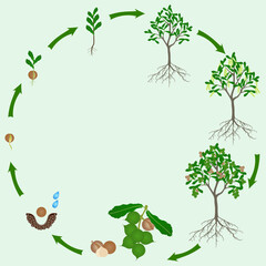 Wall Mural - Life cycle of macadamia tree on a green background.