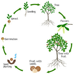 Wall Mural - A growth cycle of macadamia tree on a white.