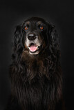 Fototapeta Psy - Hovawart dog on black background