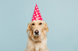 Adorable purebred golden retriever Labrador dog wearing pink cone hat look camera isolated on plain pastel light blue background studio portrait. Celebrating birthday holiday, animal shelter concept.