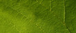 © vladk213 - Panoramic background of natural texture of a green leaf of a plant.