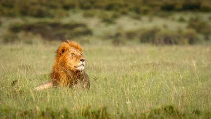 male lion ( panthera leo leo) enjoying the evening, mara naboisho conservancy, kenya.