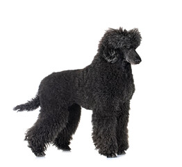 Canvas Print -  standard poodle in studio