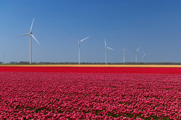 wind turbines with tulip field, North Holland, Netherlands