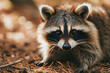 An adorable image of a round and fluffy raccoon with cheeks bulging, engaging in a playful activity, radiating the lovable and charming aura of pudgy forest critters.