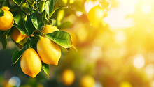 Ripe Lemon Plants Growing In Lemon Farm Field On Blurred Lemon Trees Plantation Background,closeup,design Copy Space For Text.NON GMO And Organic Products Concept.