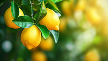 Lemon Tree With Ripe Fresh Yellow Lemons On Blurred Lemon Trees Plantation Background,closeup,design Copy Space For Text.NON GMO And Organic Products Concept.