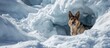 In an avalanche, this dog is an incredibly welcome sight.