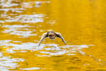 Wall Mural - Female mallard duck flying forward