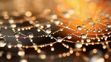 Glistening Dew Drops On Spider Web At Sunrise Revealing Nature's Elegance