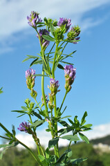 Wall Mural - The field is blooming alfalfa