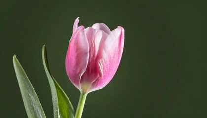 Poster - beautiful pink tulip flower isolated on a background